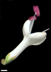Veronica decumbens. Flower showing long corolla tube. Scale = 1 mm.
 Image: W.M. Malcolm © Te Papa CC-BY-NC 3.0 NZ